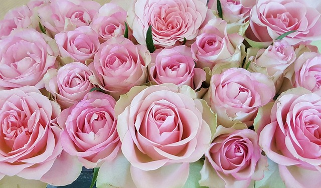 Free Roses Pink photo and picture
