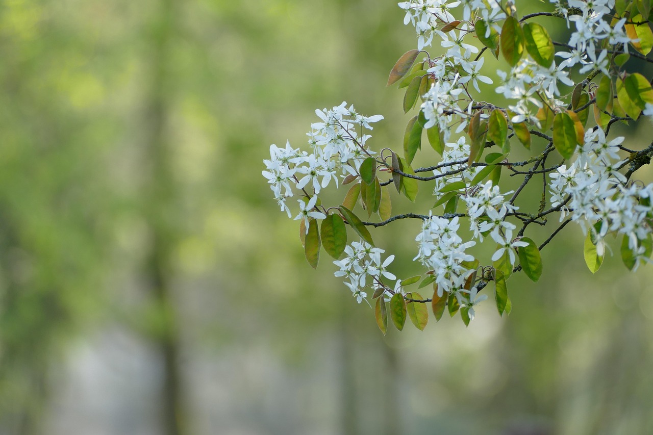 爱 春天 树 - Pixabay上的免费照片 - Pixabay