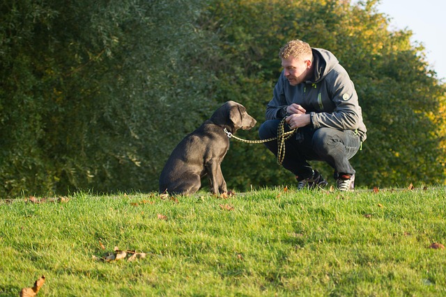 dog walking leash park owner pet