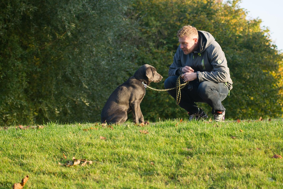 Perro, Dueño De Perro, Amistad, Verde Amistad