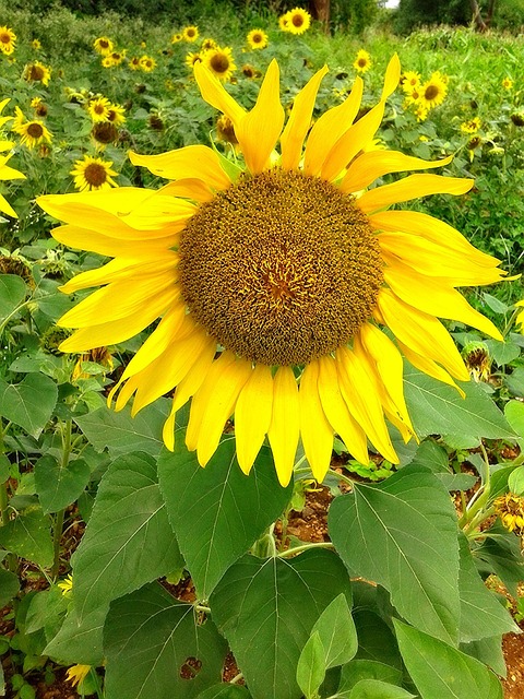 Nature Sunflower Yellow - Free photo on Pixabay - Pixabay