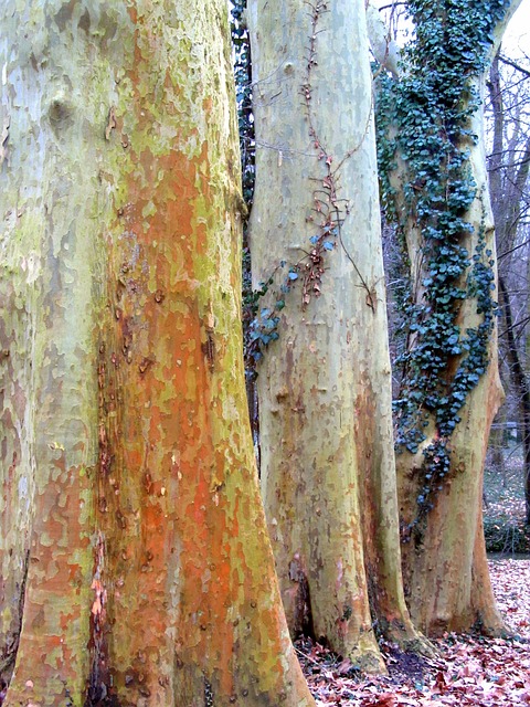 Platane Arbres Ambre - Photo gratuite sur Pixabay - Pixabay