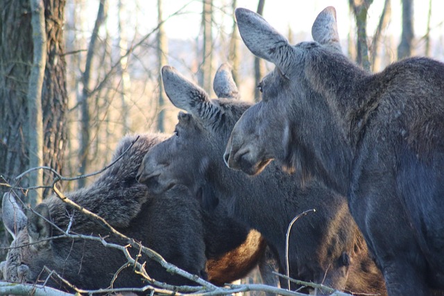 Free Moose Biebrza photo and picture