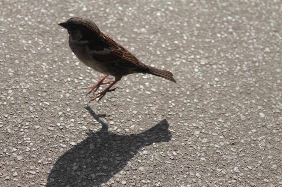 Bird Jumping Nature Free photo on Pixabay Pixabay