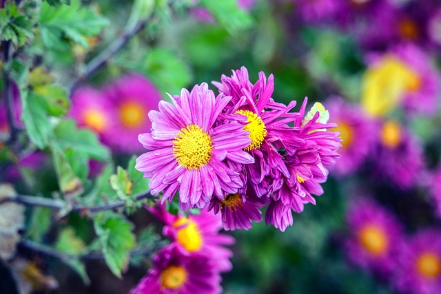 Free Pink Blossom photo and picture