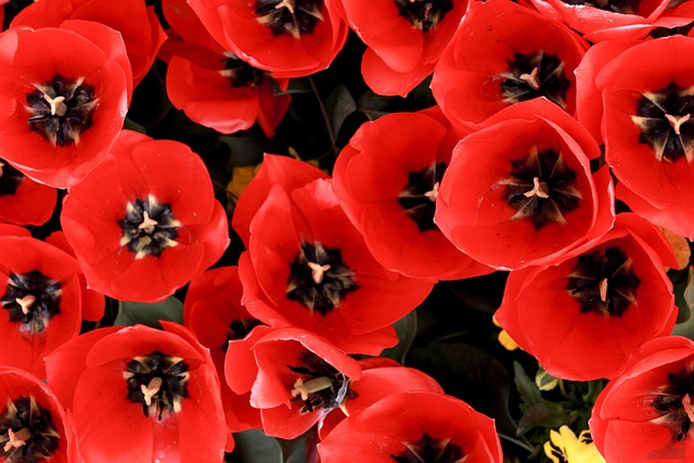 Free Flower Red photo and picture