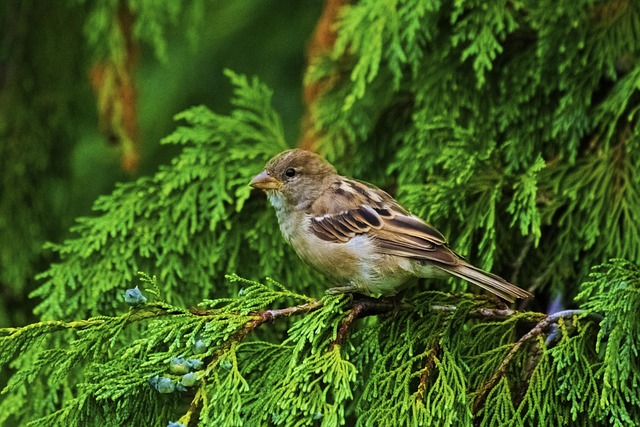 Free Bird Nature photo and picture