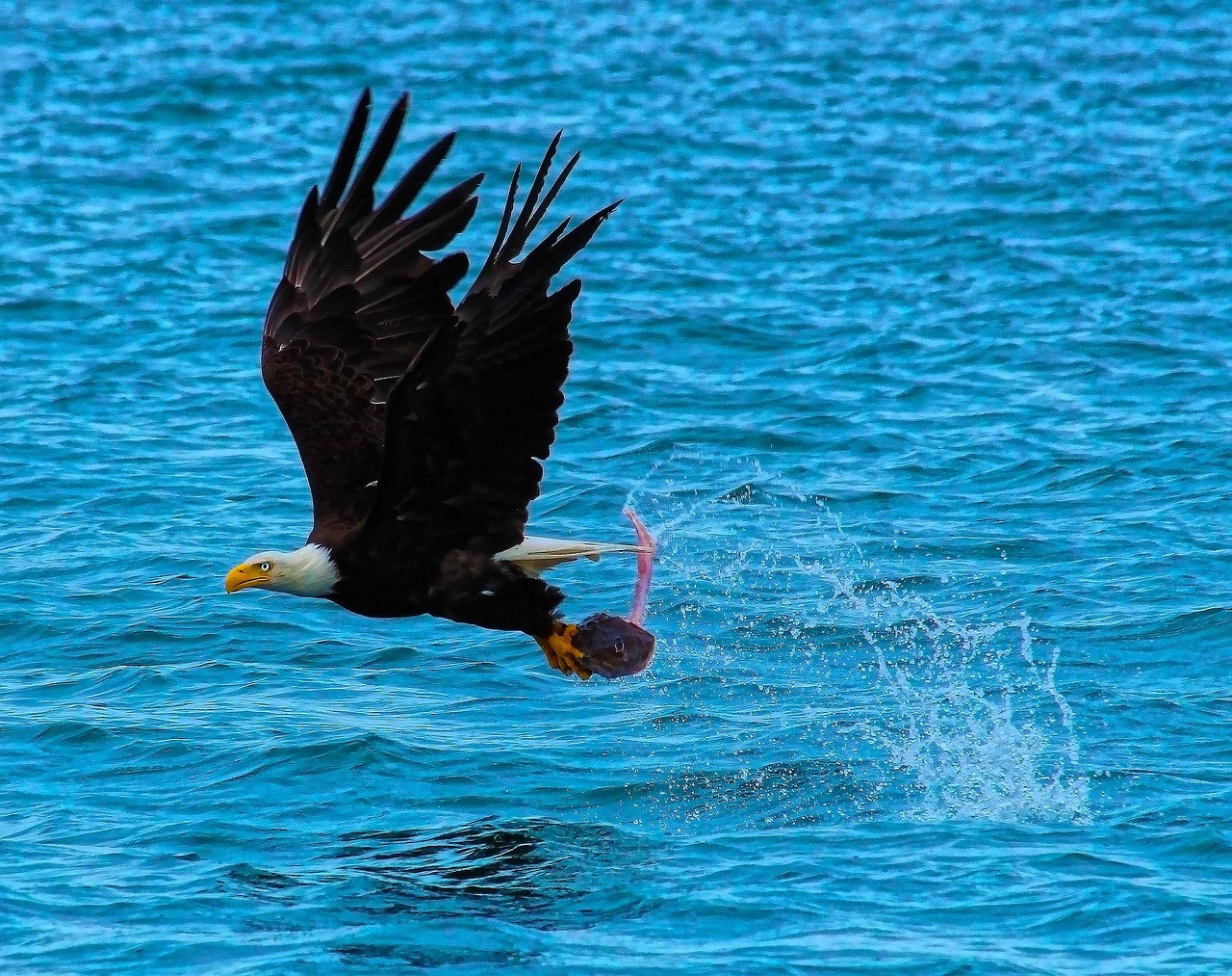 Catch Of The Day - free online jigsaw puzzle photo