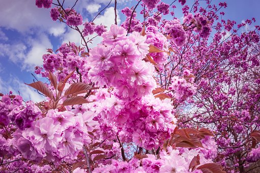 Japansk Kirsebær, Blomster, Lyserød, Træ