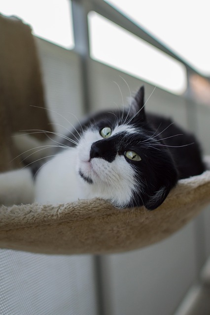 Kat, Katte, Dyr, Dyr Skud, Natur, Væsen