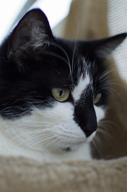 Kat, Katte, Dyr, Dyr Skud, Natur, Væsen