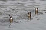 ducks, diving, bird