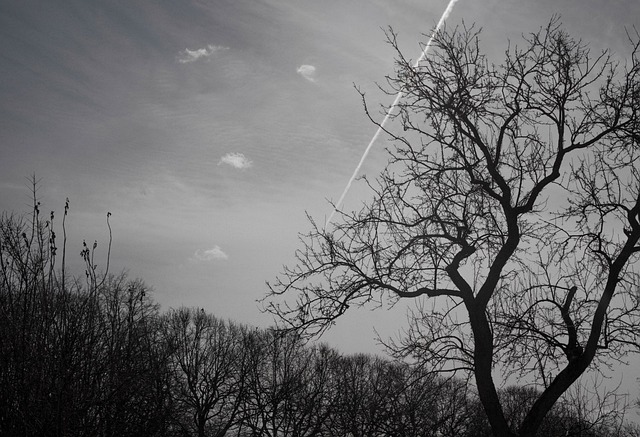 Free Black White Bw photo and picture