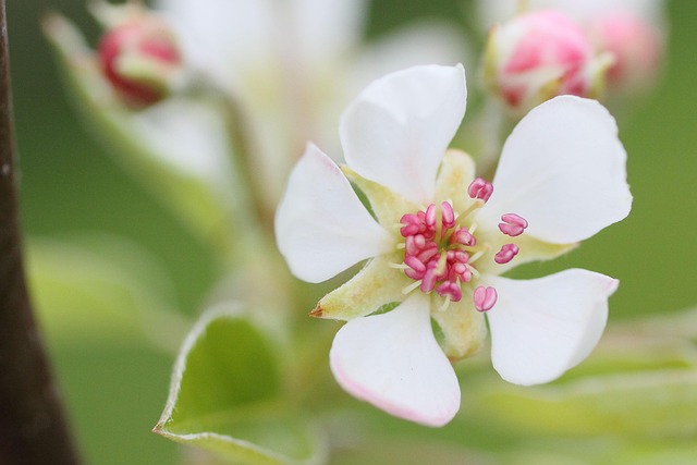Blomstre, Pæretræ, Frugt Blomstre, Forår