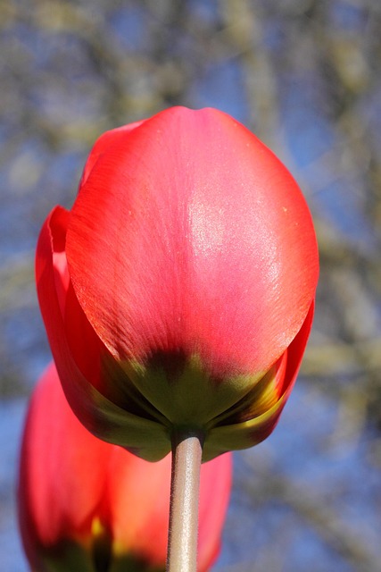 Rød Tulipan, Blomstre, Haveblomst