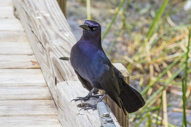 Free Starling Florida photo and picture