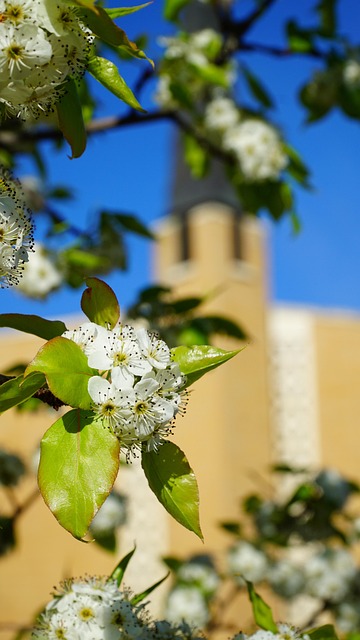 Free Church Spring photo and picture