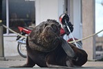 sea wolf, animals, nature