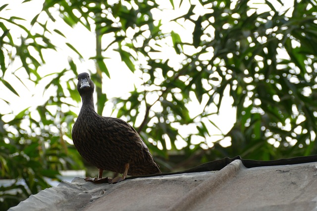 Wait Duck 50,000+ Free Pictures For A Presentation & Picture Images - Pixabay