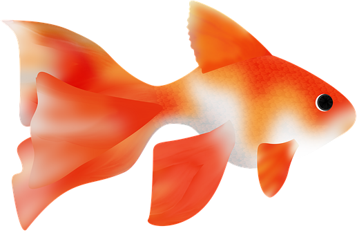 Fisk, Fisk Japansk, Hav, Ocean