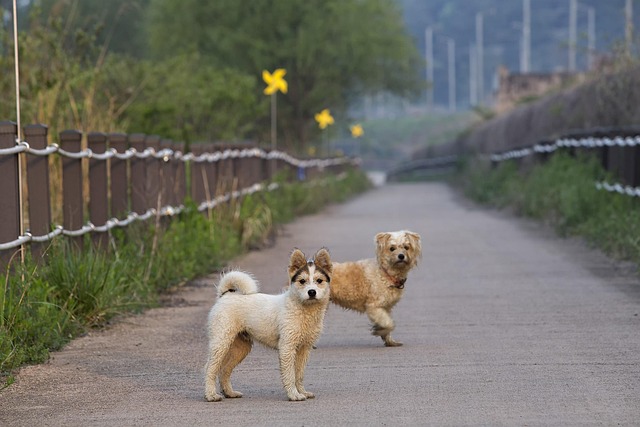 Free Dog Animal photo and picture