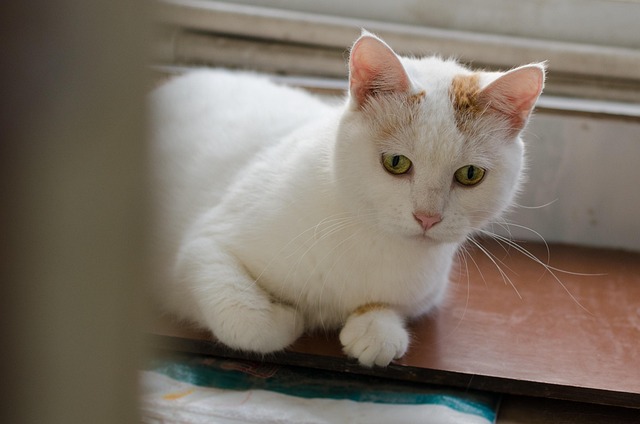 Free Cat Pet photo and picture