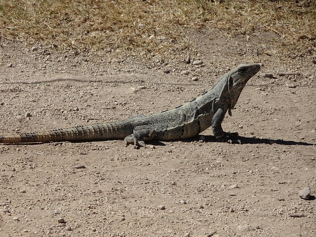 Free Mexico Iguana photo and picture