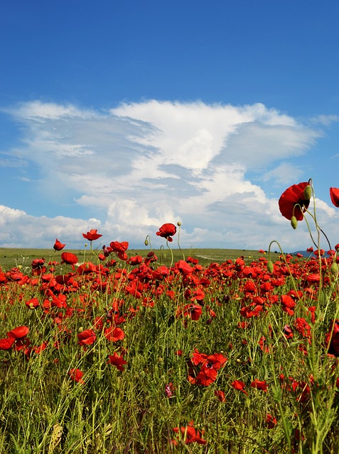 Free Field Flowers photo and picture