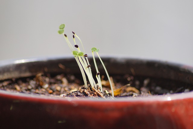 Free Flower Plant photo and picture