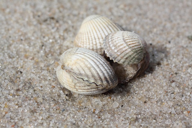 Skaldyr, Strand, Sand, Nordsøen