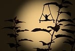 shadow, figure, shadow play
