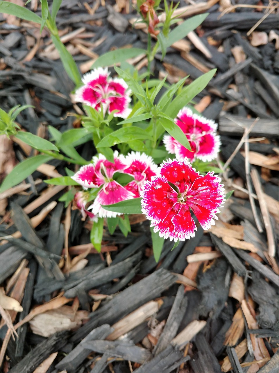Flowers Red And White Free photo on Pixabay