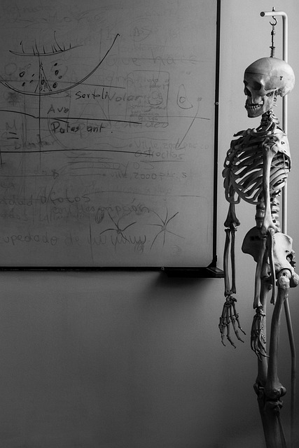Esqueleto, Biologia, Sala De Estar