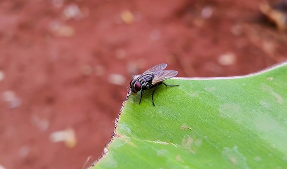 Stubenfliege, Musca Domestica, Fliege