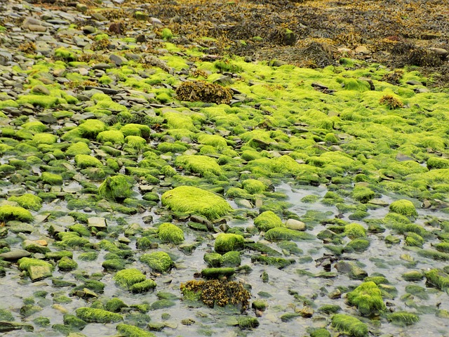 Free Seaweed Harbour photo and picture