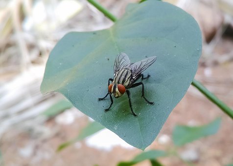 Musca Domestica, Stubenfliege, Insekt