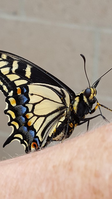 Free Black Swallowtail Butterfly Butterfly photo and picture