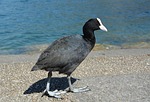 moorhen, water bird, water