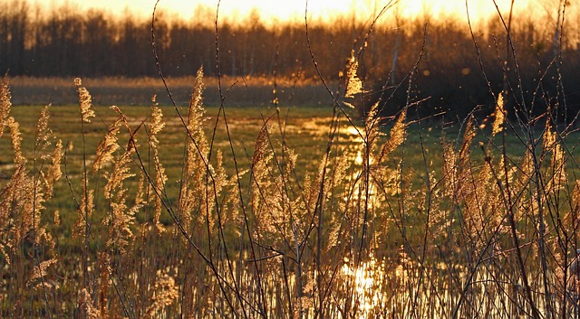 Free Grass Sunset photo and picture