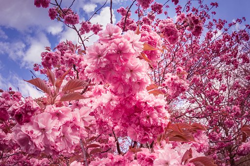 Japansk Kirsebær, Blomster, Lyserød, Træ