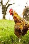 domestic chicken, curiosity, brown