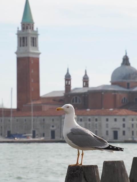 Free Venice Gull photo and picture