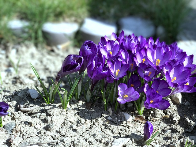Blomst, Forår, Violet