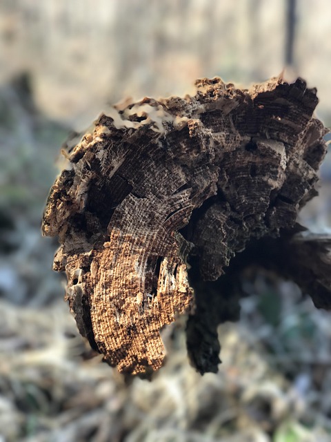 Træ, Bark, Tæt Op