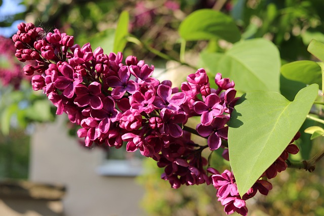 Lilla, Makro, Blomstre, Tæt Op, Blomst