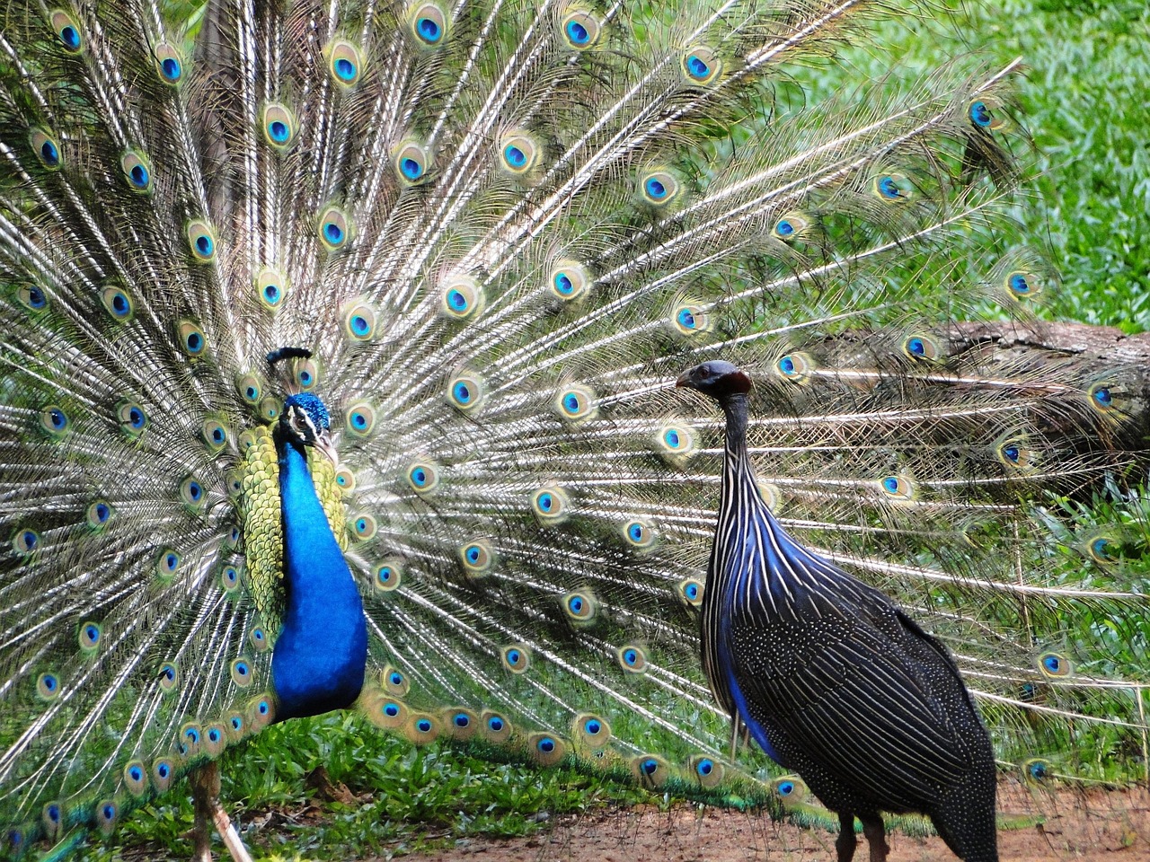 Stunning Peacock Photos: Free High-Quality Images for Your Projects ...