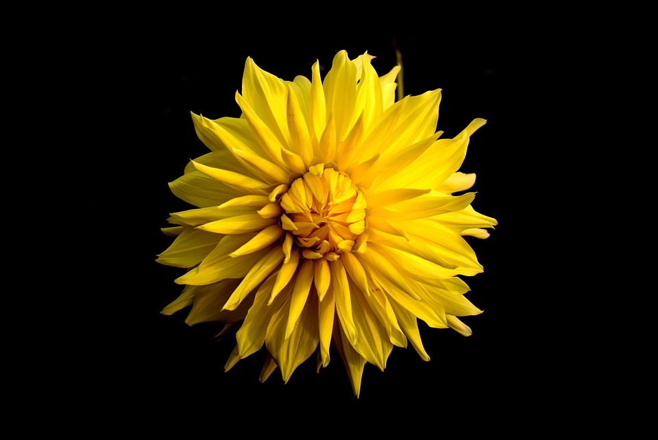 Dahlia Flower Yellow Black · Free photo on Pixabay