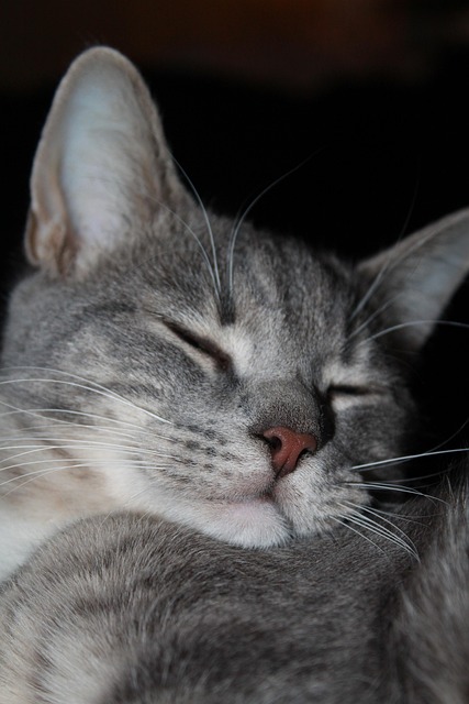 Free Cat Prosperous photo and picture