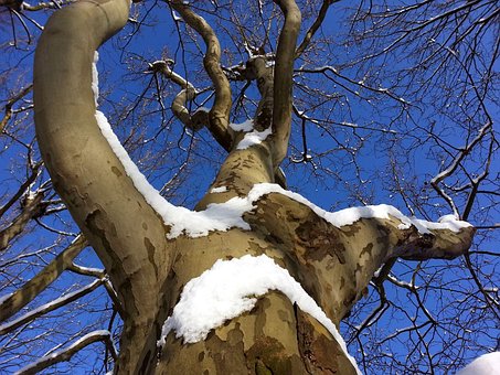 Baum, Äste, Winter, Ast, Baumstamm
