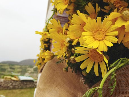 Hellas, Blomster, Utendørs, Flora
